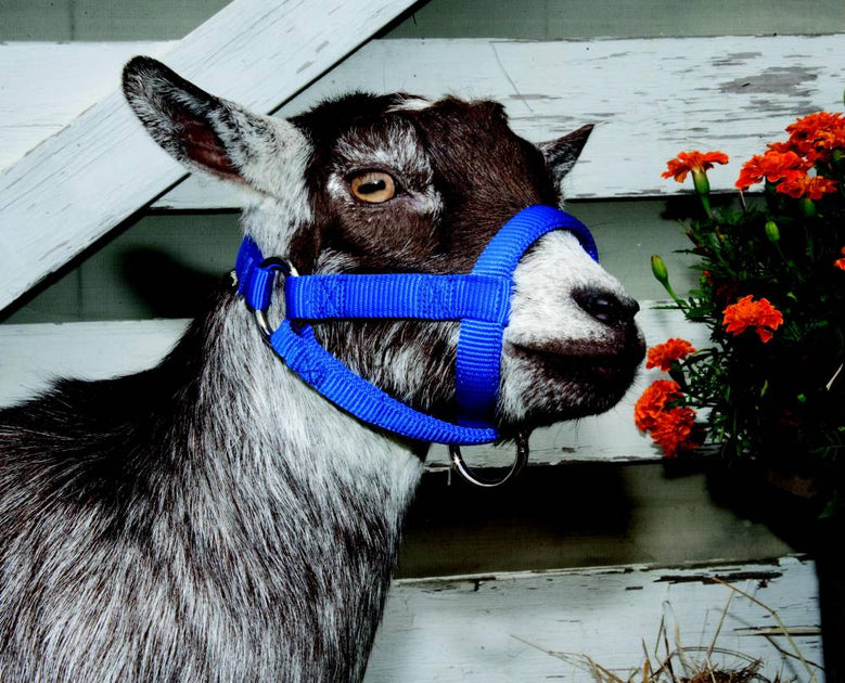  Halter-All Extra Small - Sheep, Goat, Small Calf Adjustable  Halter & Lead USA 250-700bs (Baby Blue) : Sports & Outdoors