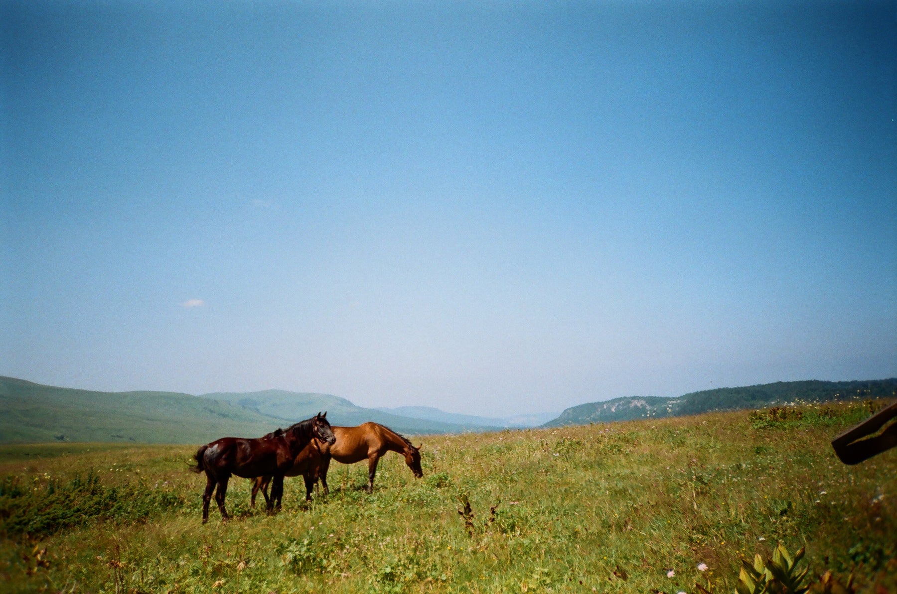 Horses standing in a pasture with a clear blue sky
