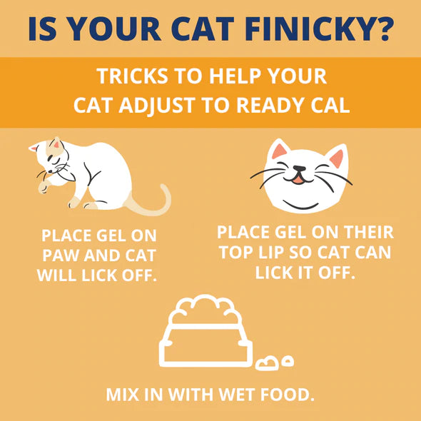 High calorie cat supplement deals